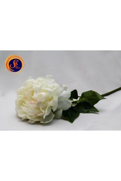 Півонія біла