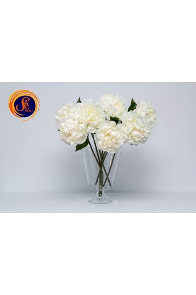 Півонія біла