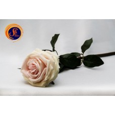 Троянда рожева