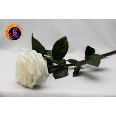 Троянда біла