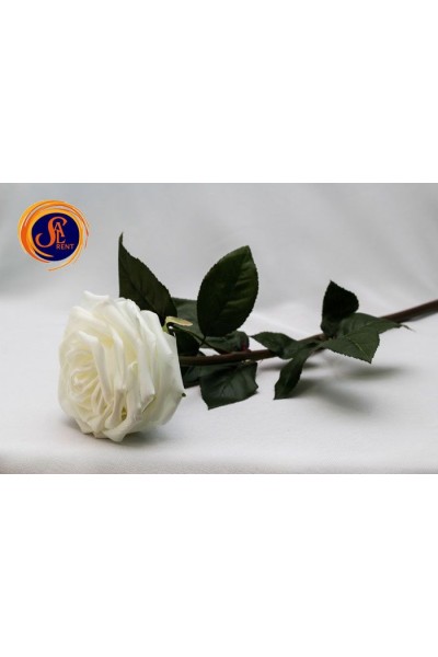 Троянда біла