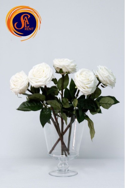 Троянда біла