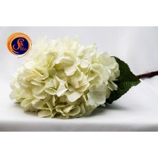 Гортензія айворі