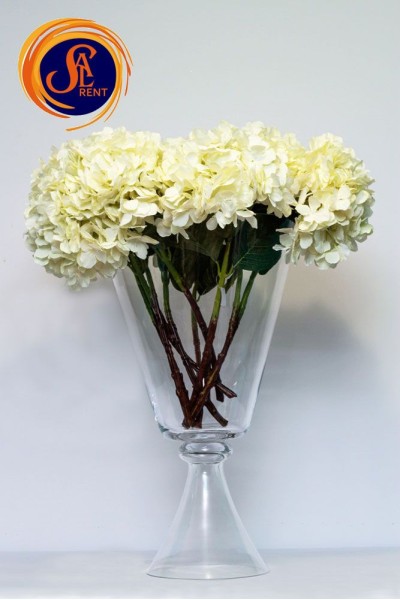 Гортензія айворі