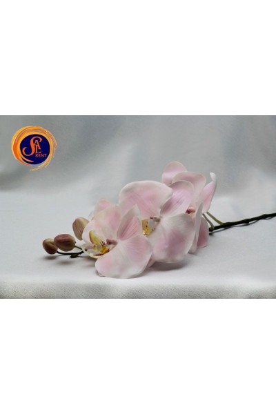 Орхідея рожева