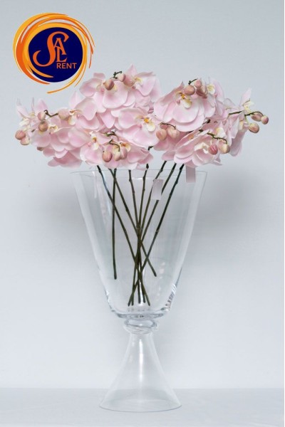 Орхідея рожева