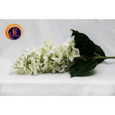 Бузок білий