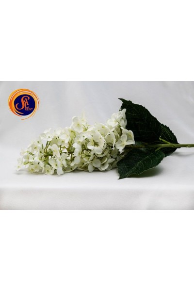 Бузок білий