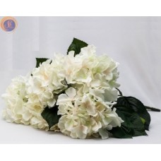 Гортензія біла кущ