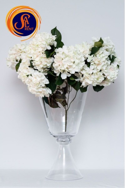 Гортензія біла кущ