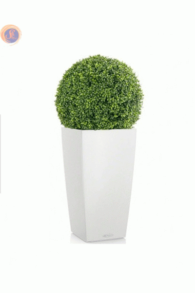 Кущ самшиту