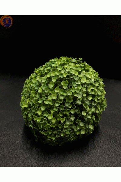 Кущ самшиту