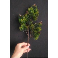 Гілки хвойні