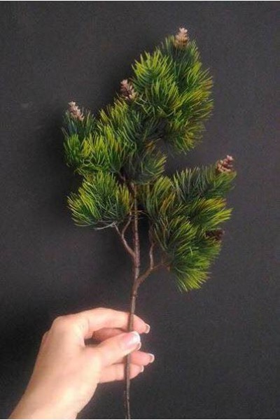 Гілки хвойні