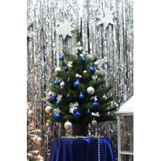 Сосна в горщику (0,9 м)