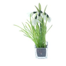 Проліски в стакані