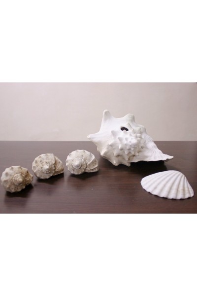 Океанічні мушлі