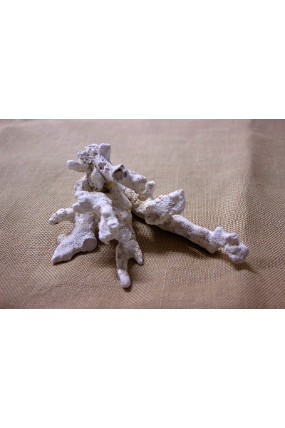 Океанічні мушлі