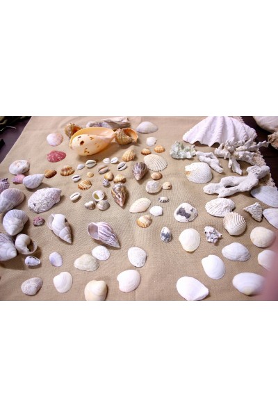 Океанічні мушлі