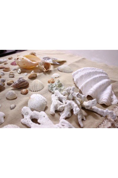 Океанічні мушлі