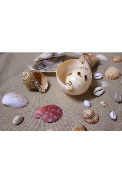 Океанічні мушлі