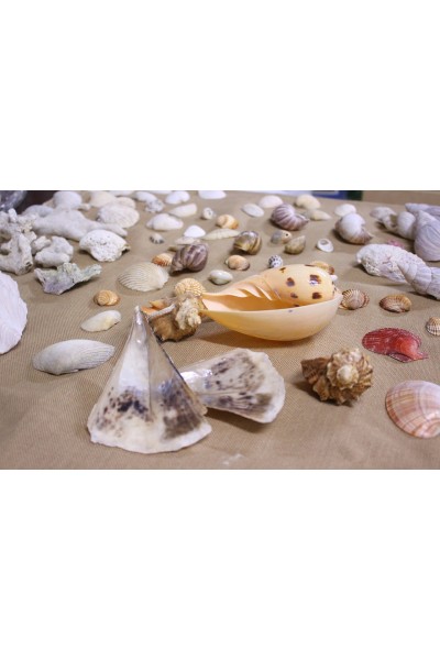 Океанічні мушлі