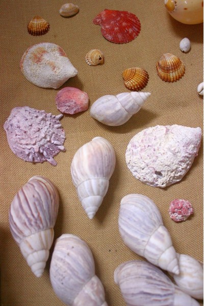 Океанічні мушлі