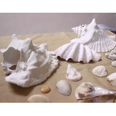 Океанічні мушлі