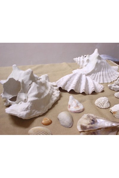 Океанічні мушлі